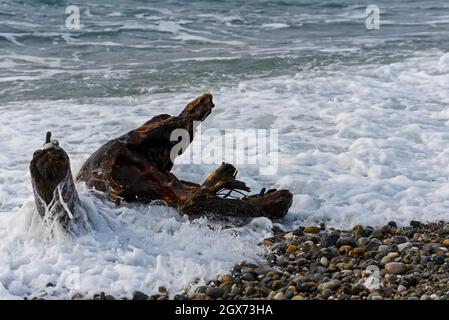 Single old log on a sandy beach on the Black Sea. Part of an old dry tree on the beach on a summer day. A natural landscape with a wave on the pebble Stock Photo