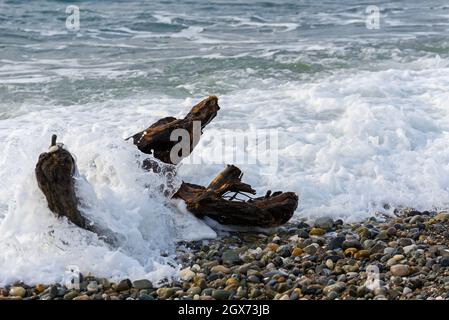 Single old log on a sandy beach on the Black Sea. Part of an old dry tree on the beach on a summer day. A natural landscape with a wave on the pebble Stock Photo