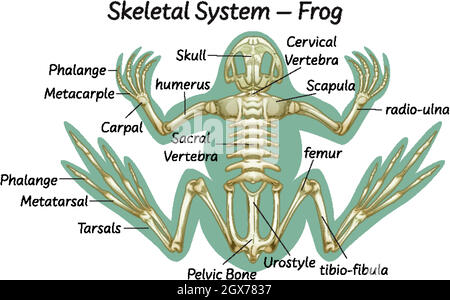 Science eduction of frog anatomy illustration Stock Vector Image & Art ...