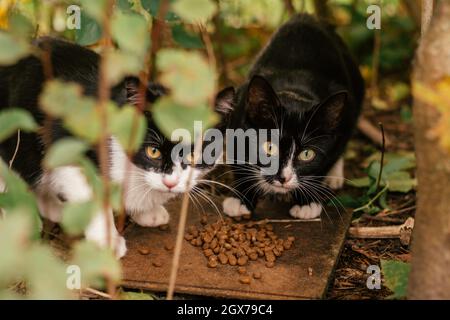 Two homeless black and white cats eat dry food in bushes outside. Abandoned animals concept Stock Photo