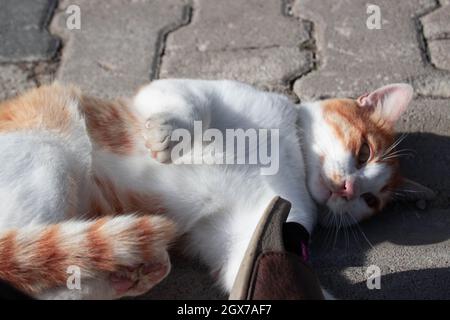 Cute orange cat laying on the ground and trying to get attention. Lovely stray animal Stock Photo