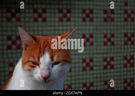 Orange cute cat posing in front of green-red wall tile. Furious-looking feral cat. Stock Photo