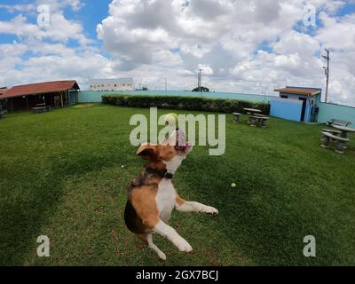 Beagle dog jumping to bite a tennis ball. Stock Photo