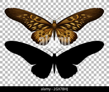 Butterfly and its silhouette on transparent background Stock Vector