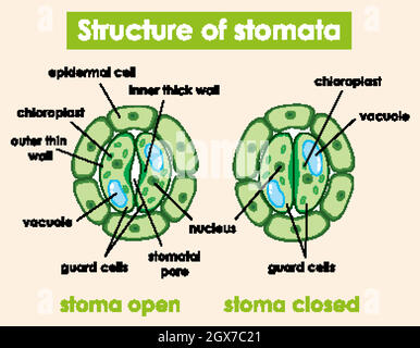 Diagram showing structure of stomata Stock Vector