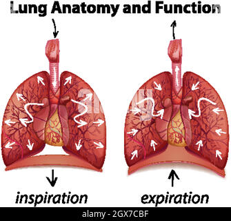 Lung anatomy and functions for education illustration Stock Vector ...