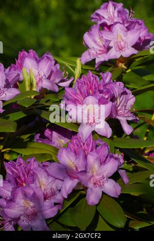 Lilac flowers on a green background.  Rhododendron catawbiense. Flower close-up. Vertical photo. Stock Photo