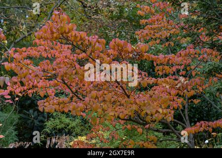 Cornus kousa Miss Satomi showing autumn foliage Stock Photo