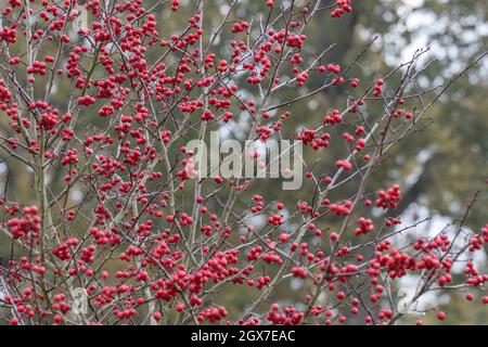 Crataegus persimilis Prunifolia Splendens berries in autumn Stock Photo