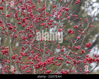 Close up of Crataegus persimilis Prunifolia Splendens in autumn Stock Photo