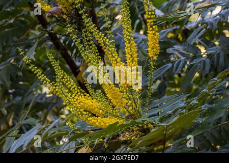 Close up Mahonia x media Lionel Fortescue flowers in autumn Stock Photo