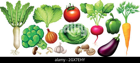Different types of vegetables Stock Vector