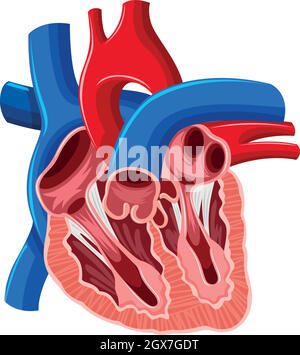 Inside diagram of human heart Stock Vector