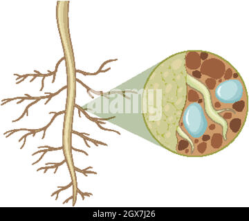 Close up of plant roots with the inside of roots structure isolated on white background Stock Vector