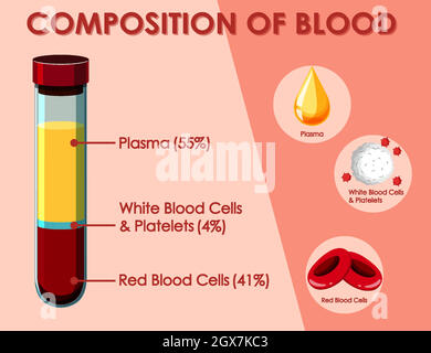 Diagram showing composition of blood Stock Vector