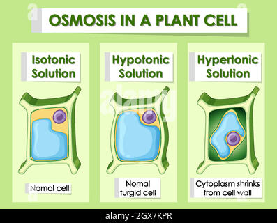 Diagram showing osmosis in plant cell Stock Vector