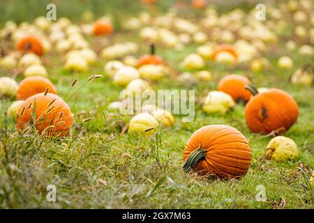 Beautiful fresh pumpkins growing on the field ready for harvest at fall season Stock Photo