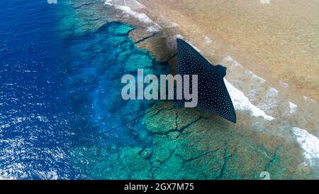 A spotted eagle ray, Aetobatis narinari, flies over a Micronesia reef aerial in this abstract fantasy image. Stock Photo