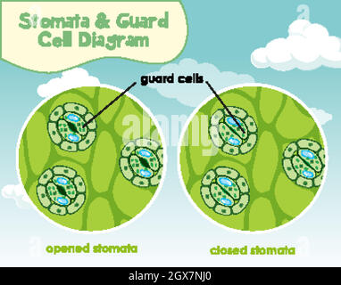 Diagram showing plant cell with stomata and guard cell Stock Vector