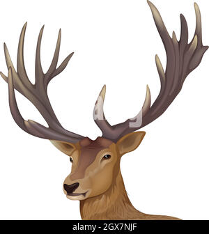 A male deer Stock Vector