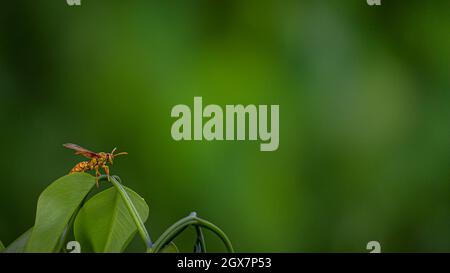 Wasp on a green leaf with a blurry background. The wasp is resting in a tree. In a forest on Bangladesh. Stock Photo