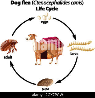 Dog flea life cycle on white background Stock Vector