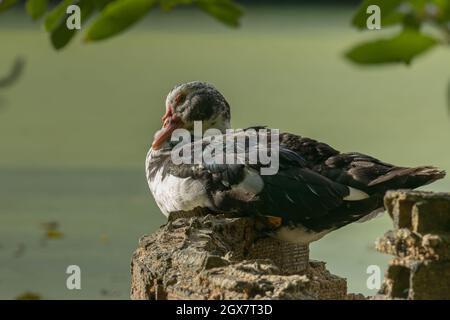 muscovy duck perched on a brick wall with the lake in the background seen up close in summer Stock Photo