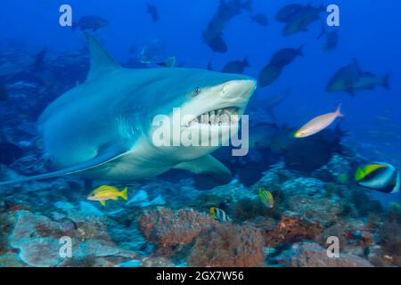 A look at the front end of a bull shark, Carcharhinus leucas, Bequ Lagoon, Viti Levu, Fiji.  This species is known for it's ability to survive in fres Stock Photo