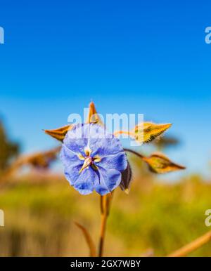 Close-up of a delicate blue wildflower in the Pilbara in spring, Western Australia, WA, Australia