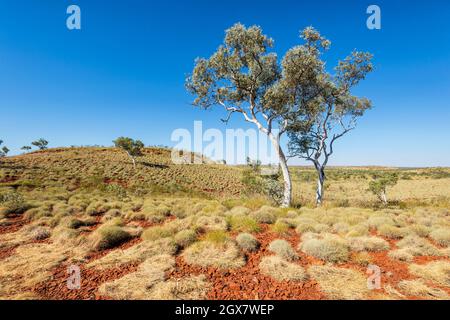 Red dust and spinifex in the Outback, Pilbara, Western Australia, WA, Australia Stock Photo