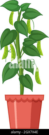 Green Peas Growing In The Garden Illustration Stock Vector Image & Art 