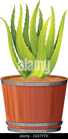 Aloe Plant in the Pot Stock Vector