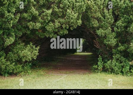 Tree tunnel. Blur background tunnel formed by trees and bushes over a dirt path. Stock Photo