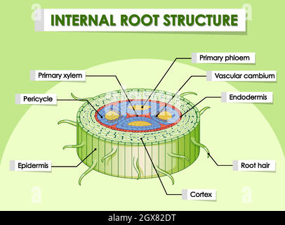 Diagram showing internal root structure Stock Vector