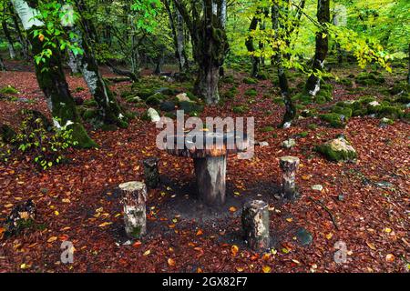 Picnic spot in the forest Stock Photo