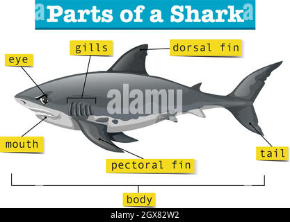 Diagram showing parts of shark Stock Vector