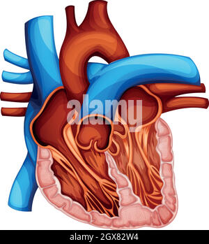 Heart valve anatomy. Cross section of human heart. Pulmonary, Tricuspid ...
