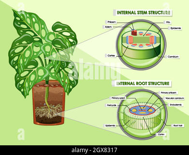 Diagram showing stem and root structure Stock Vector