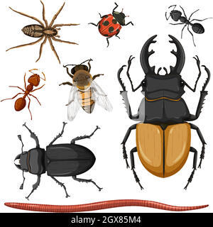 Set of different insects on white background Stock Vector