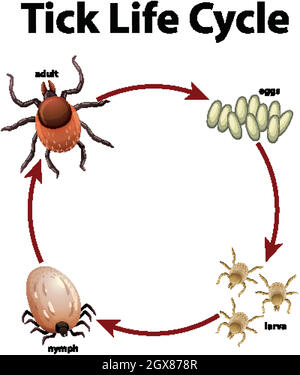 Diagram showing life cycle of tick Stock Vector