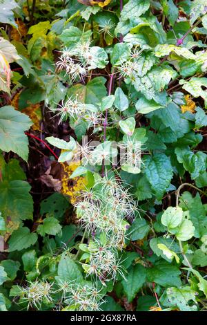 Closeup of Traveller's joy, wild clematis, old mans beard (Clematis vitalba) seeding climber Stock Photo