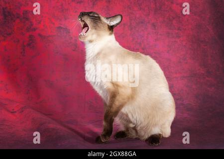The Thai Siamese cat sits and meows loudly and opens its mouth wide. Red texture on the background, the cat raised its front paw and threw back its he Stock Photo