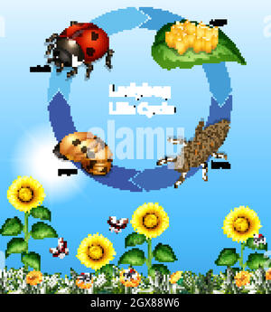 Life Cycle of a Ladybug Diagram illustration Stock Vector Image & Art ...