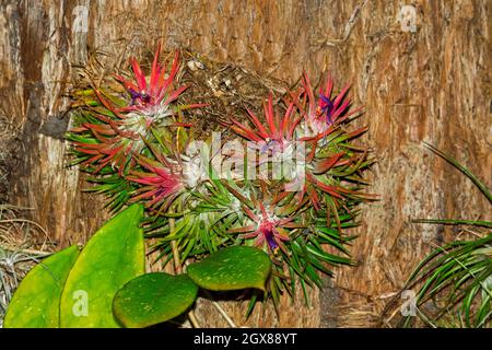 Cluster of Tillandsia ionantha 'Fuego', a bromeliad, air plant, with vivid red and green foliage growing on a tree trunk Stock Photo