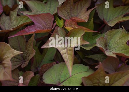Ipomoea leaves texture. Purple-green foliage of autumn Ipomoea batatas close-up. Abstract natural bright background for design. Growing organic sweet Stock Photo