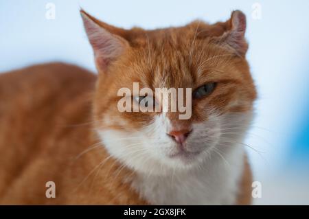 A red cat sits on a house in the Santorini archipelago. Stock Photo