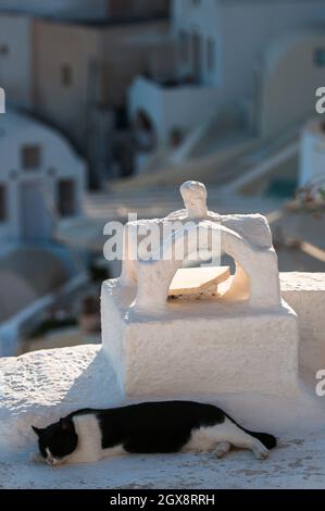 A cat lies in the shade of a house in the Santorini archipelago. Stock Photo