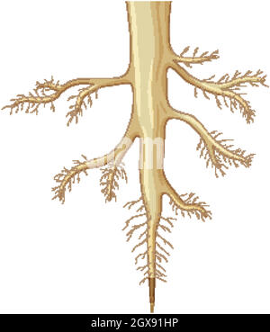 Close up of plant roots isolated on white background Stock Vector Image ...