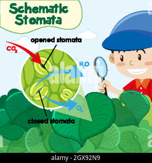 Diagram showing schematic stomata with boy in garden Stock Vector