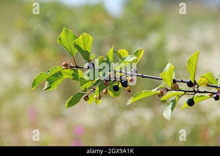 Branches of Frangula alnus with with black berries close up. Fruits of Frangula alnus. Herbal medicine Stock Photo
